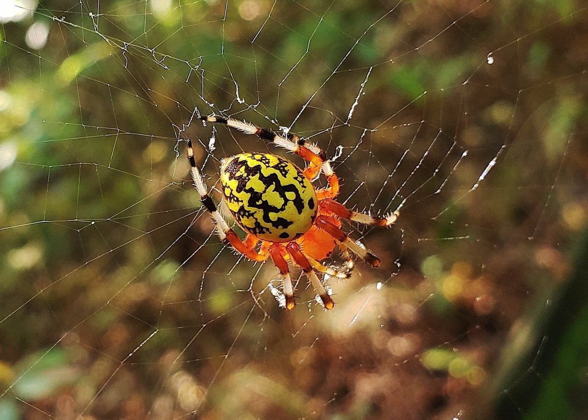 Паук крестовик Дальневосточный