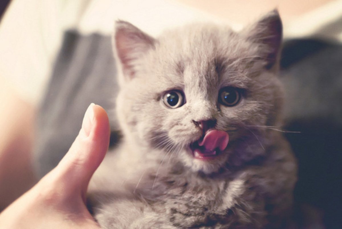 Котята на аву