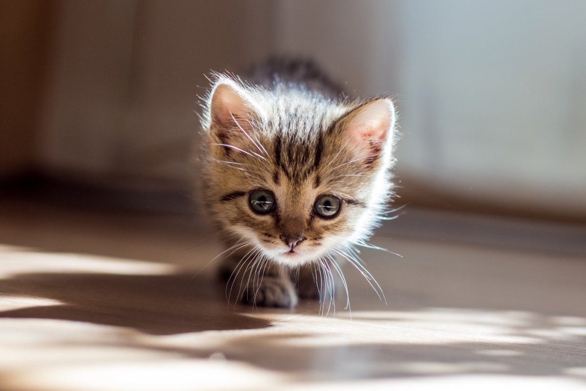 Красивые маленькие котята