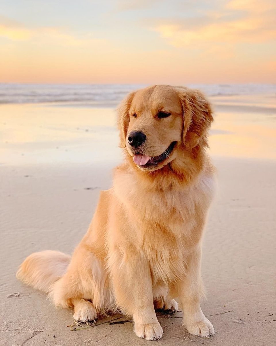 Золотистый ретривер