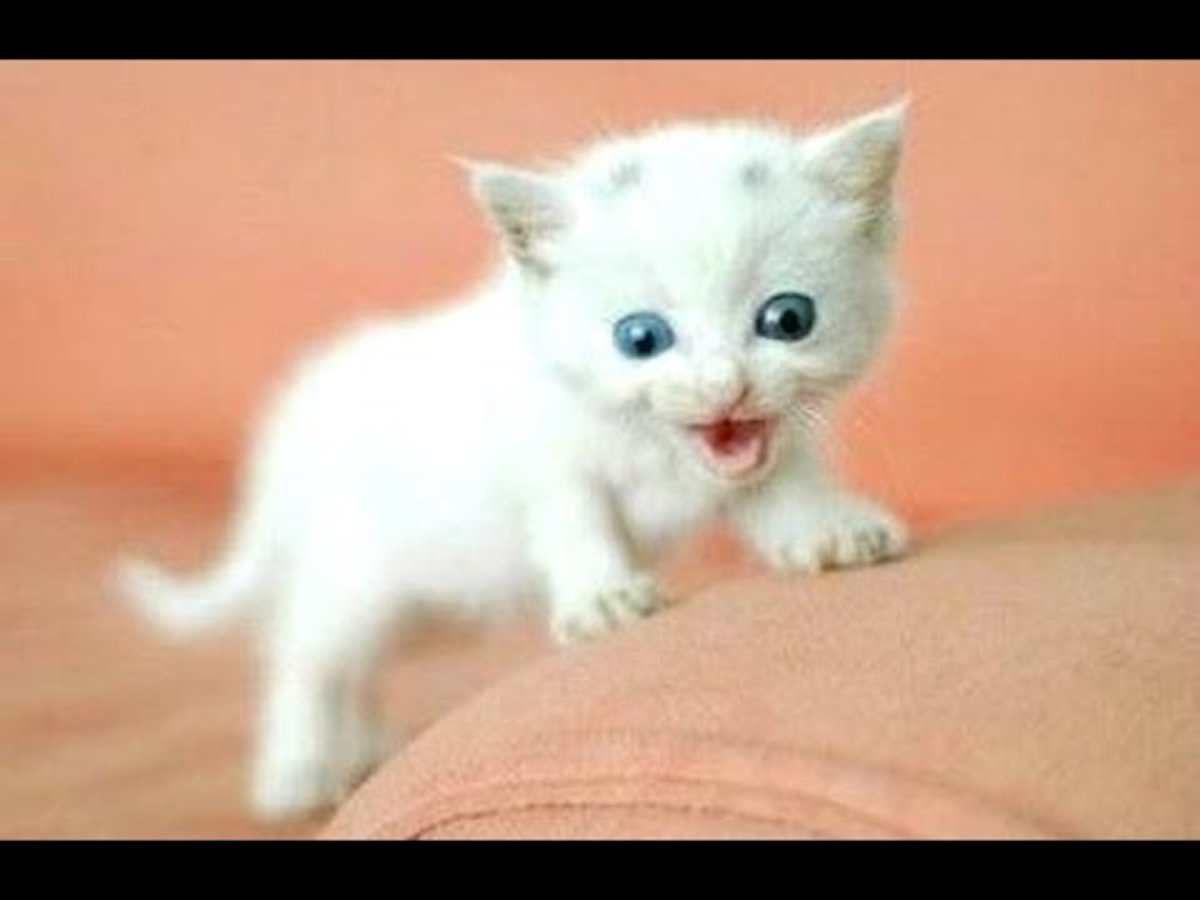 Очень маленькие котята