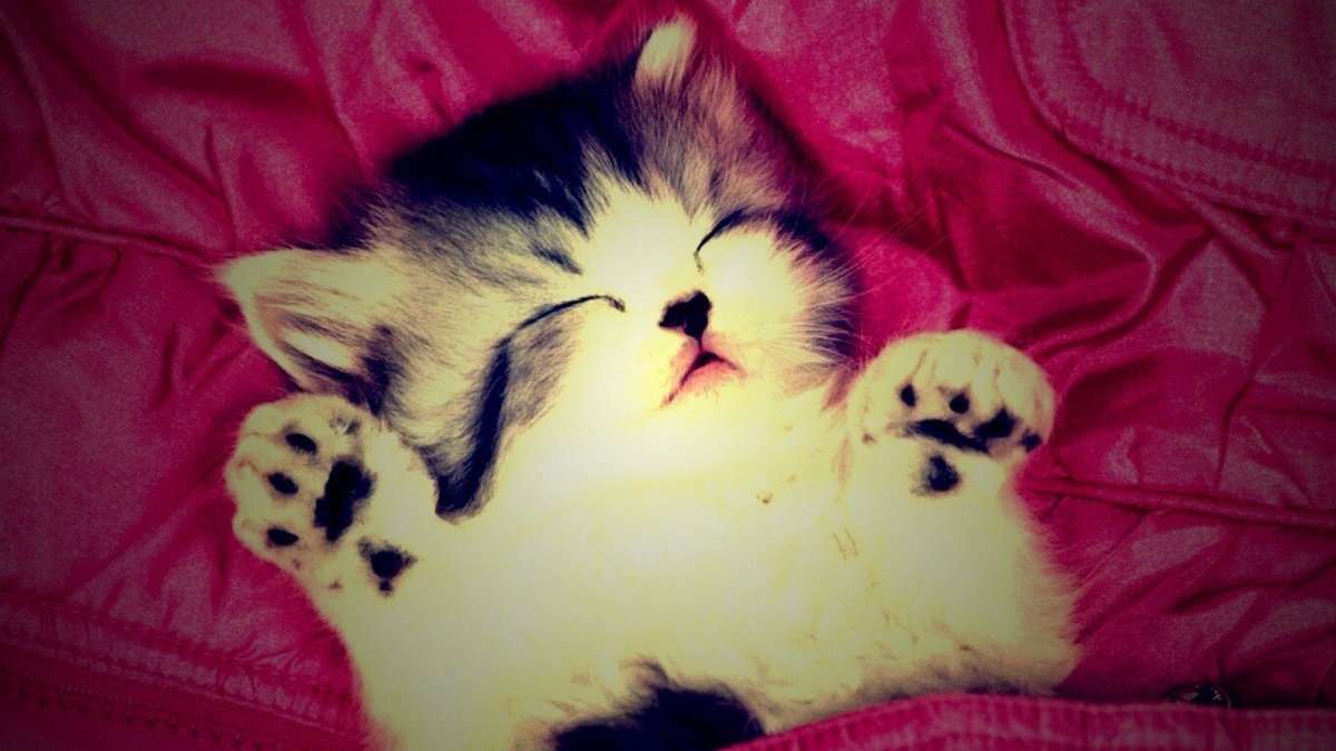 Самые милые кошки