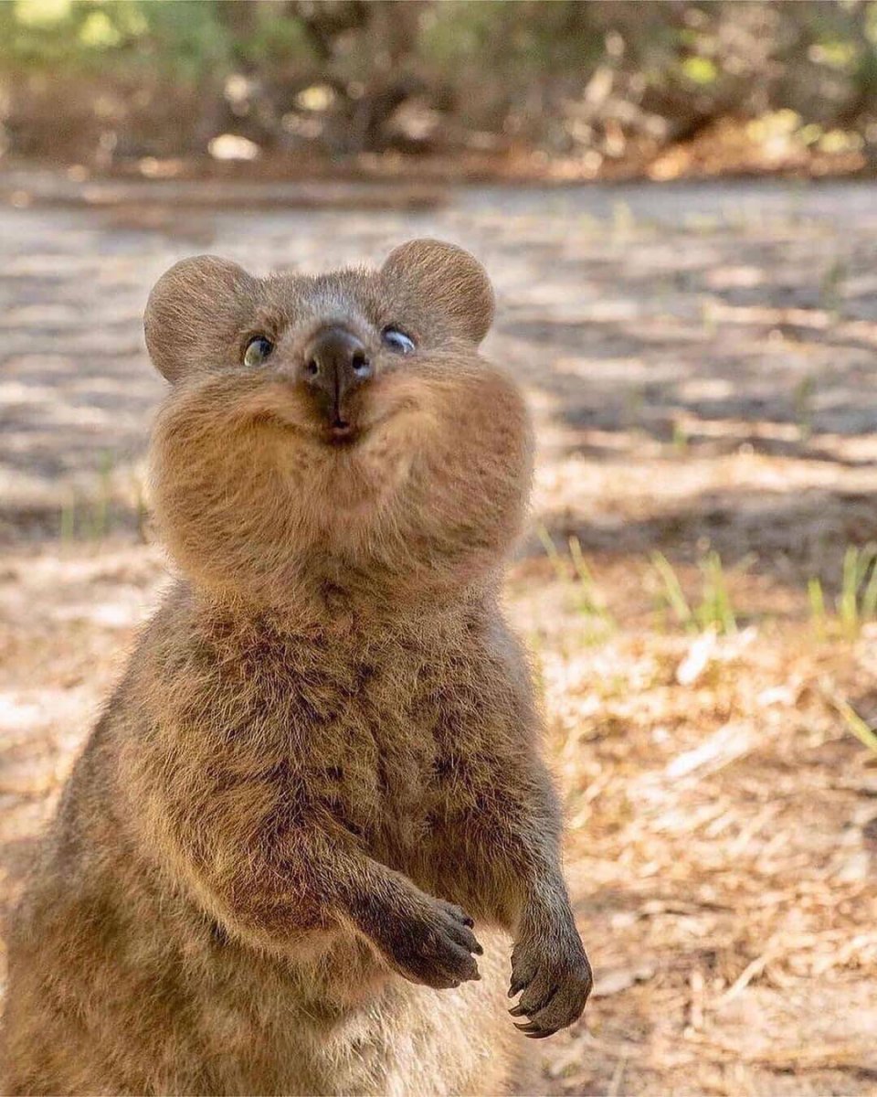 Зверек Квокка