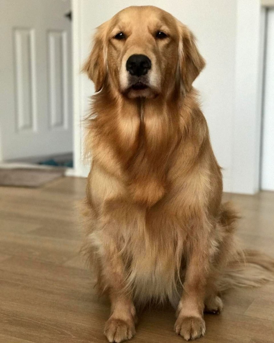 Собака золотистый ретривер