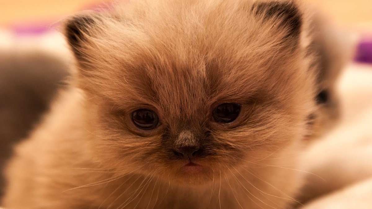 Маленький котенок