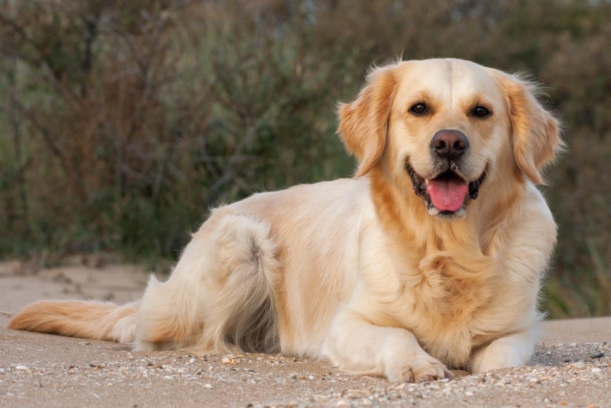 Голден ретривер