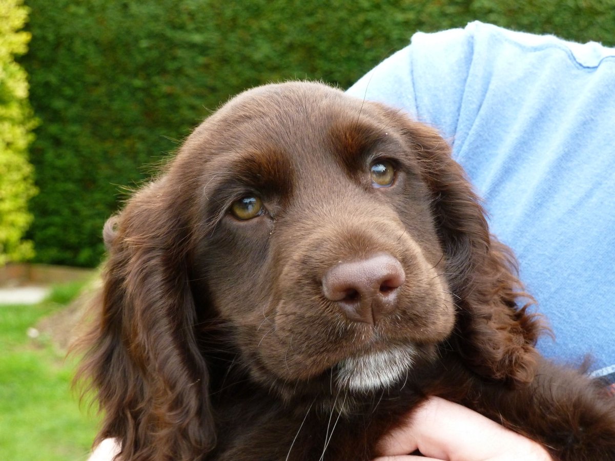 Лабрадор Голден ретривер