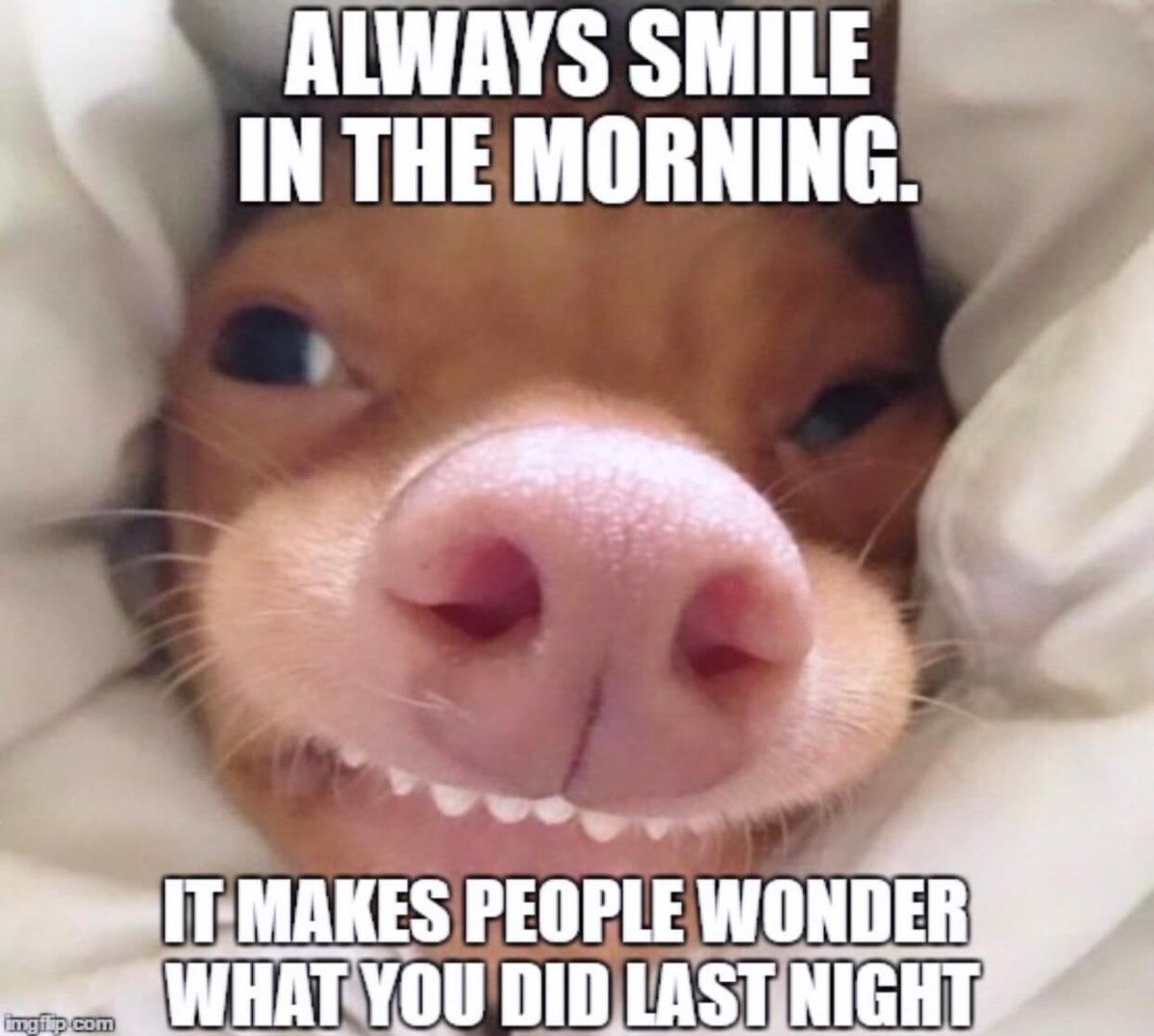 Забавные мордашки животных