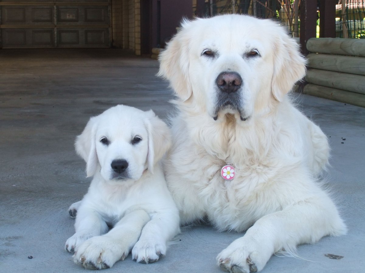 Золотистый ретривер гладкошерстный