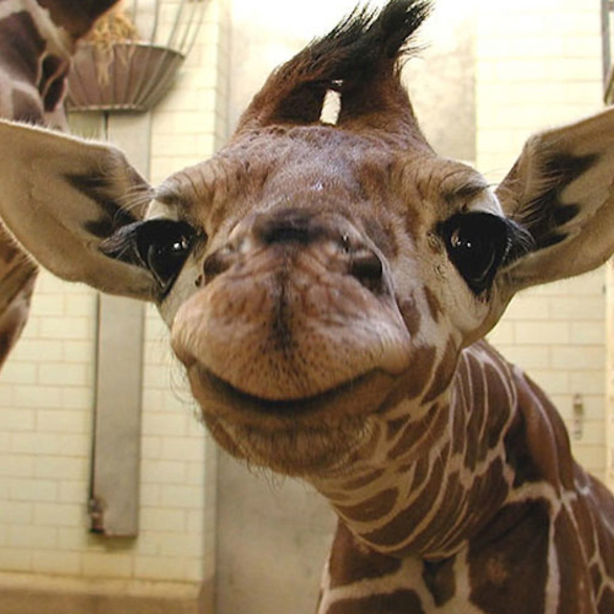 Самые тупые маленькие животные