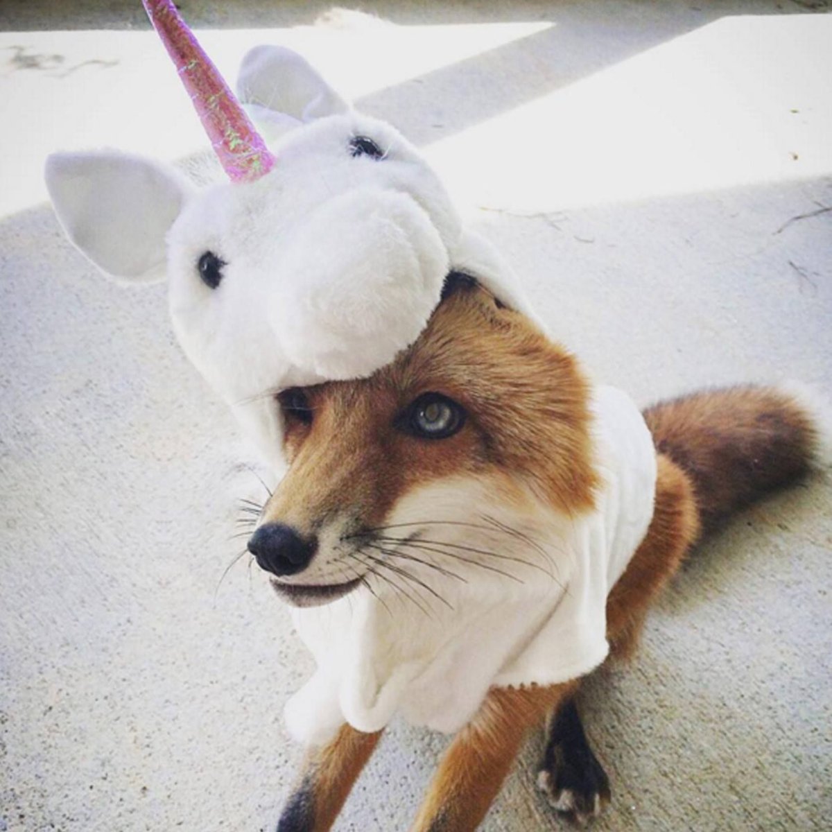 Лиса в одежде