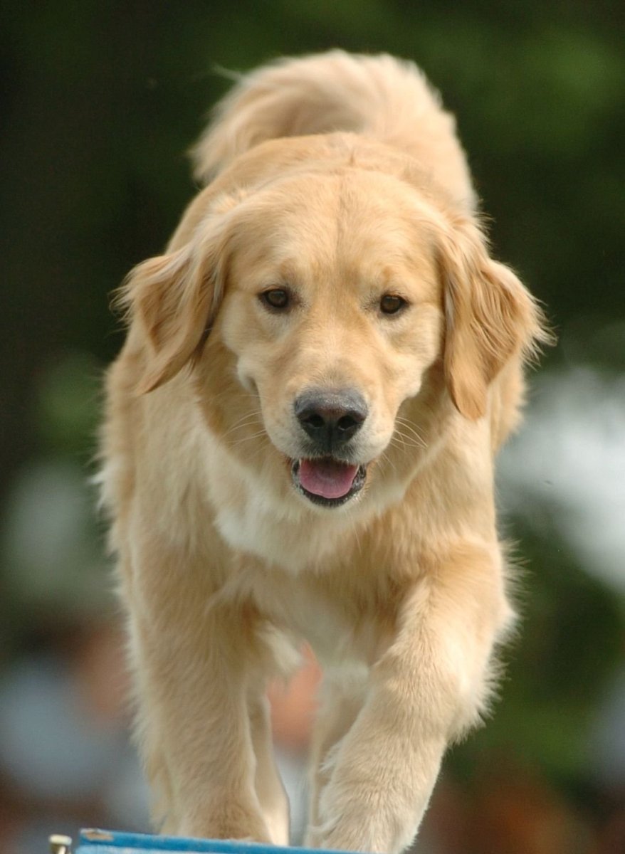 Лабрадор золотистый ретвилер