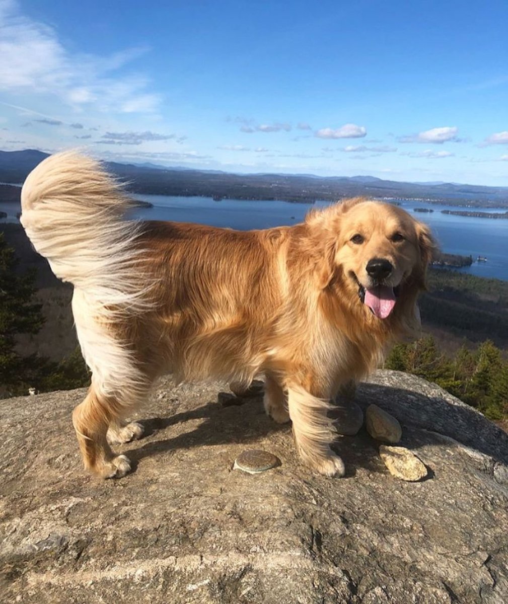Канадский золотистый ретривер