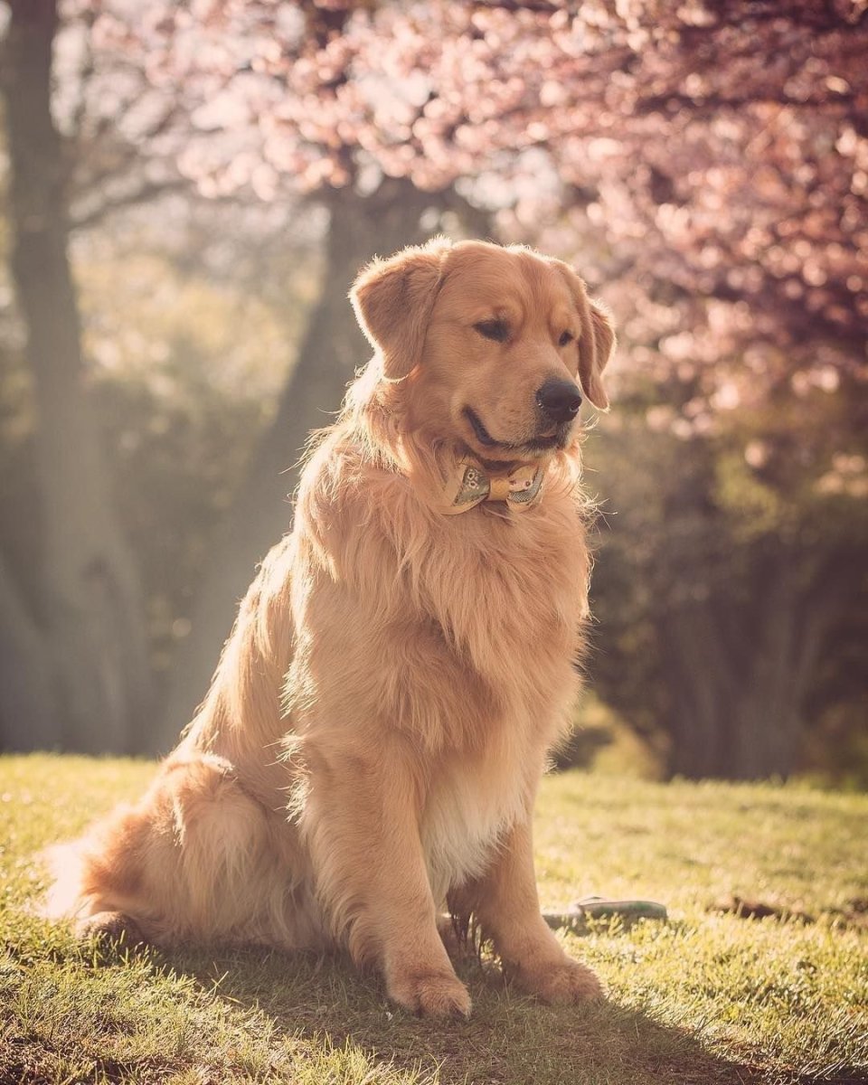 Лабрадор ретривер белый длинношерстный