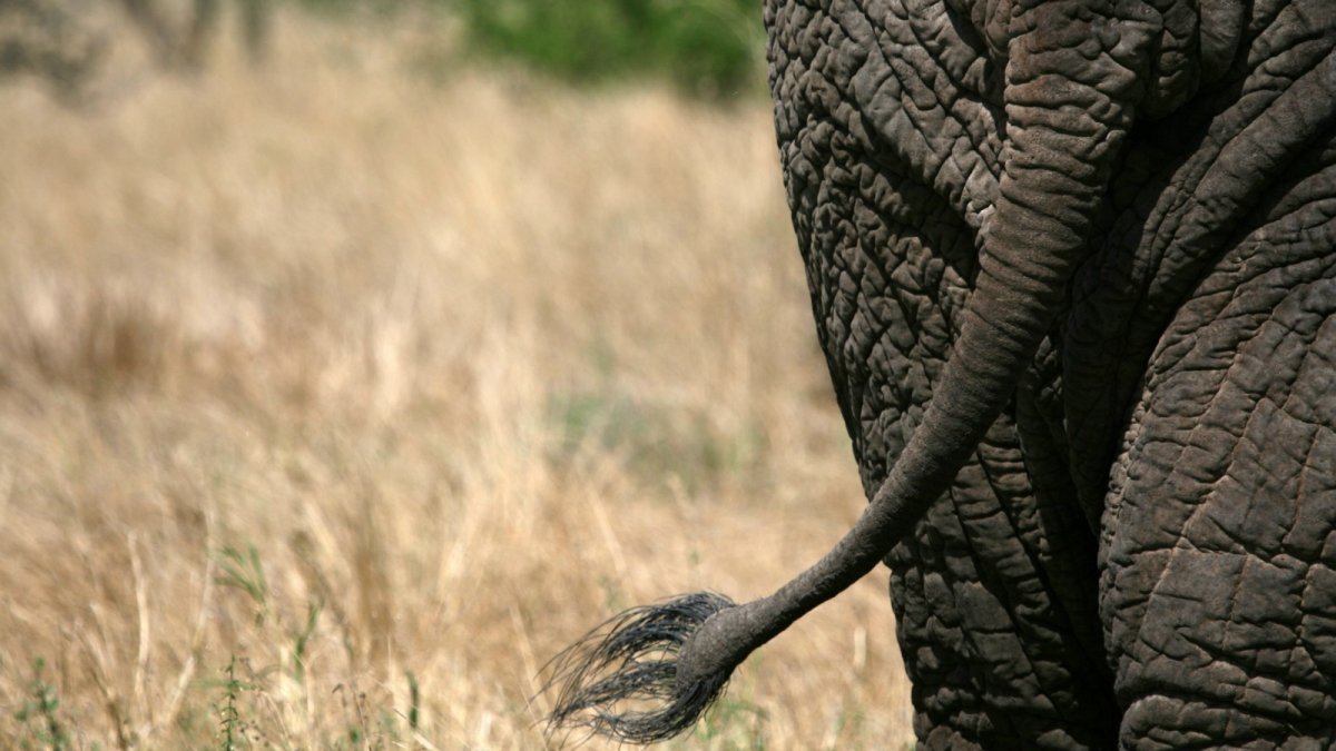 Африканские хвосты картинки