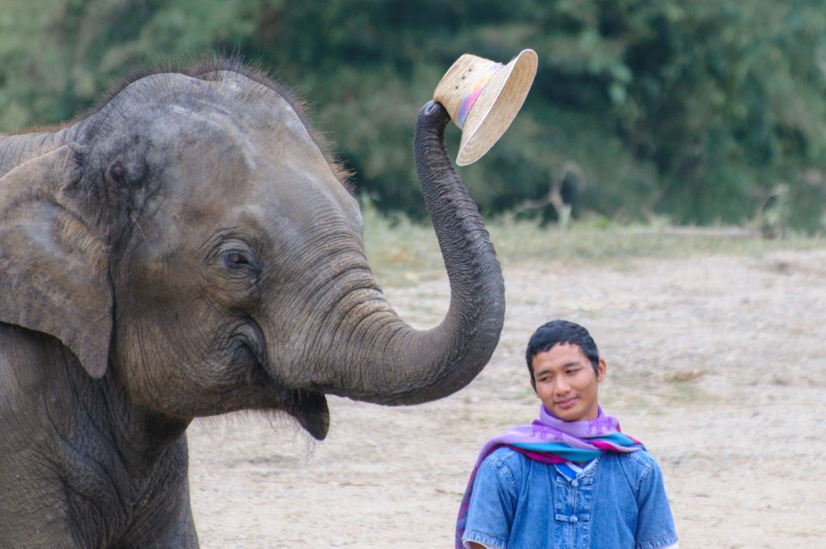 Индийский слон слон