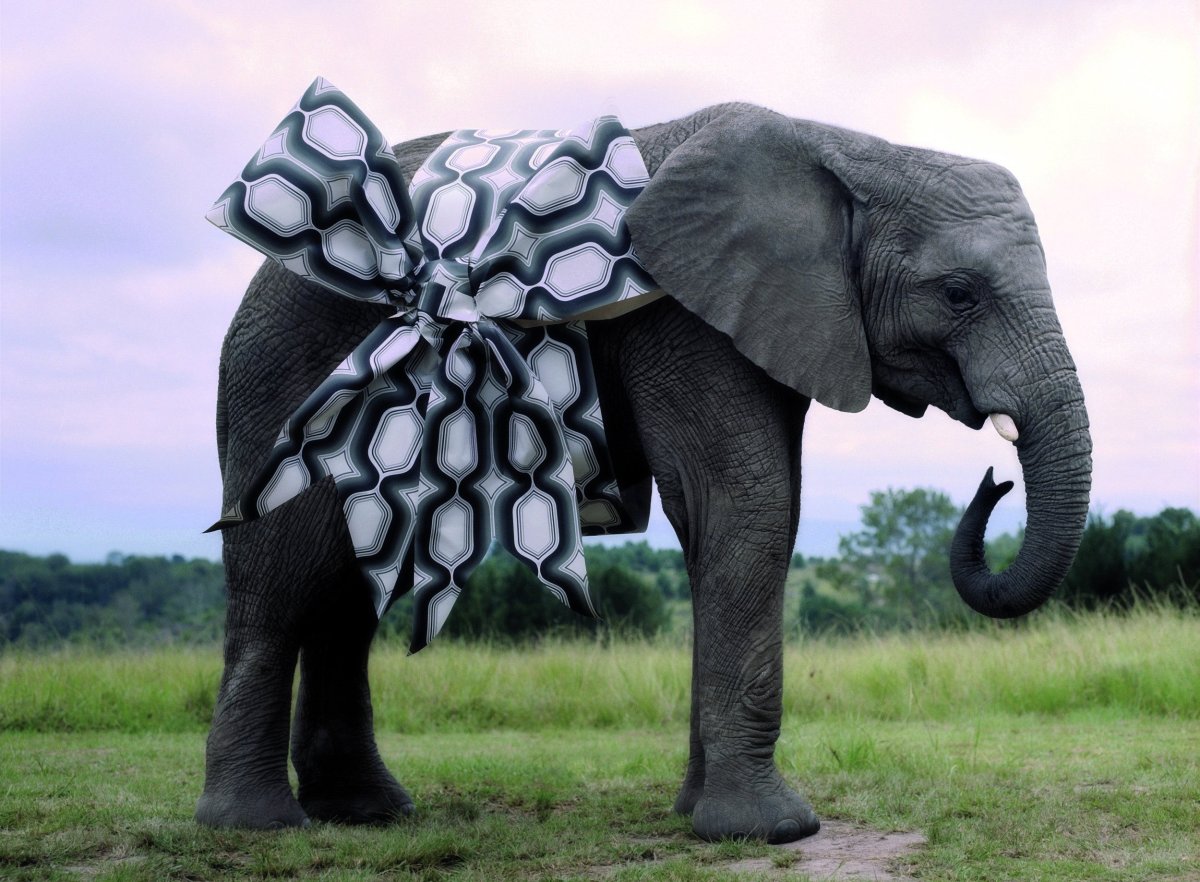 Слоновий хвост