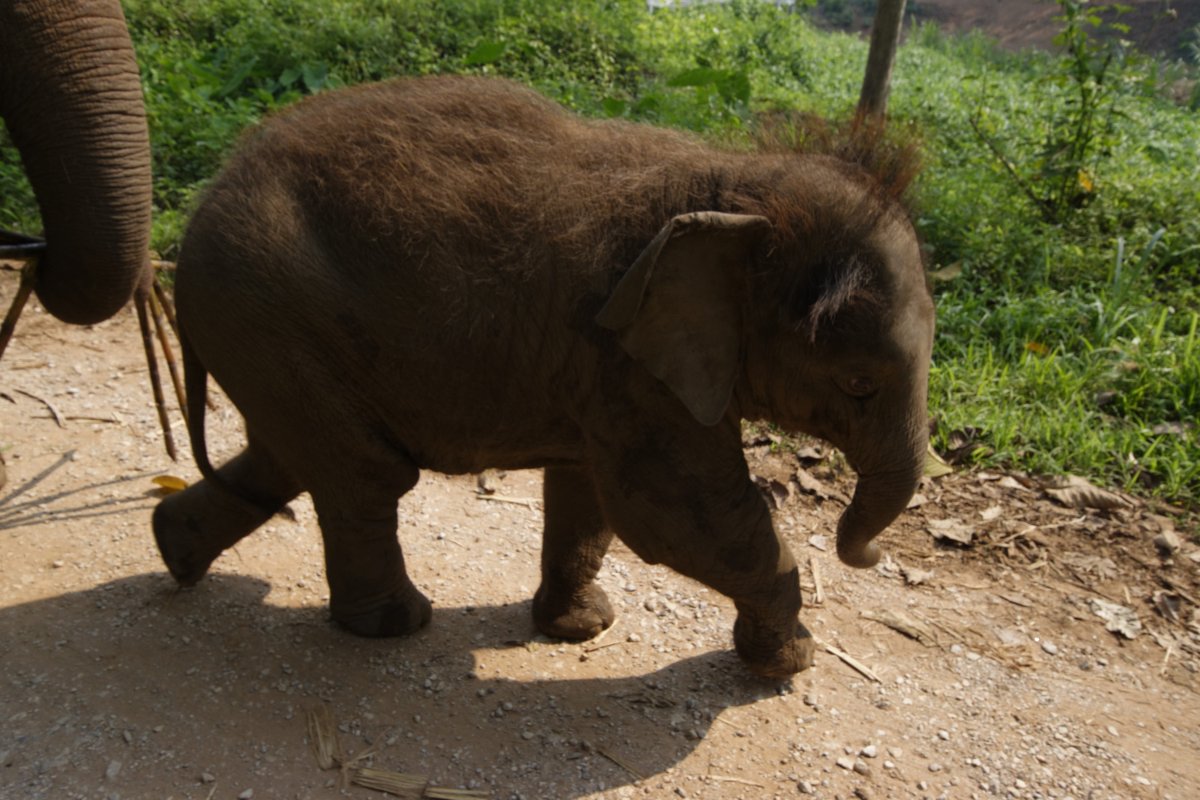 Хвост слона крупным