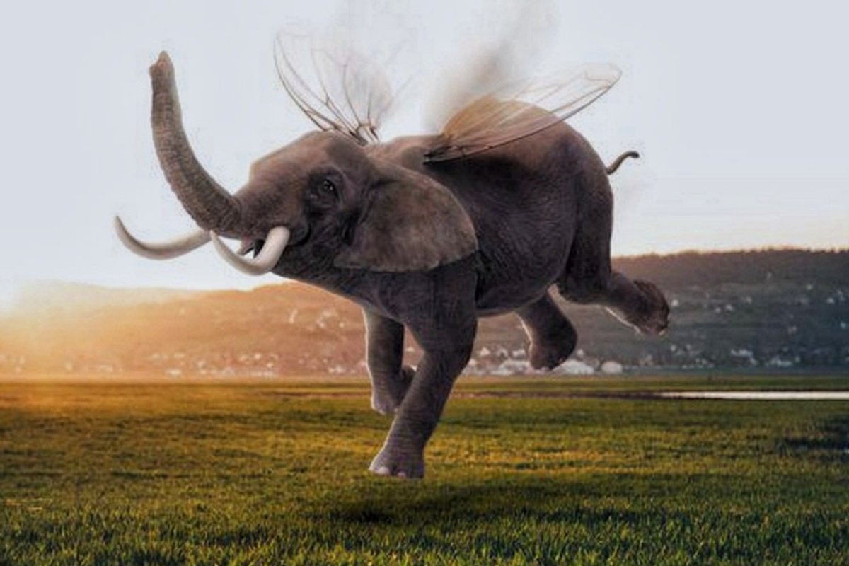 Слоны приколы