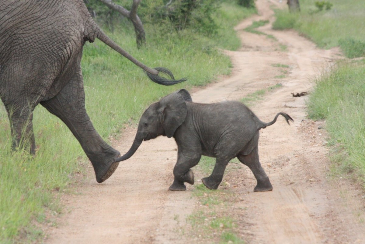 Слоненок держится за хвост