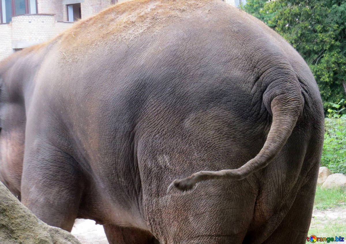 Слоновий хвост