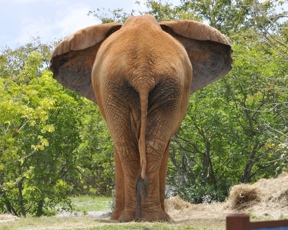 Слон вид сзади