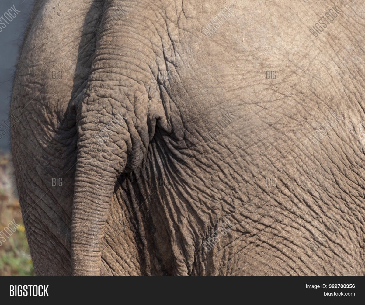 Хвост слона