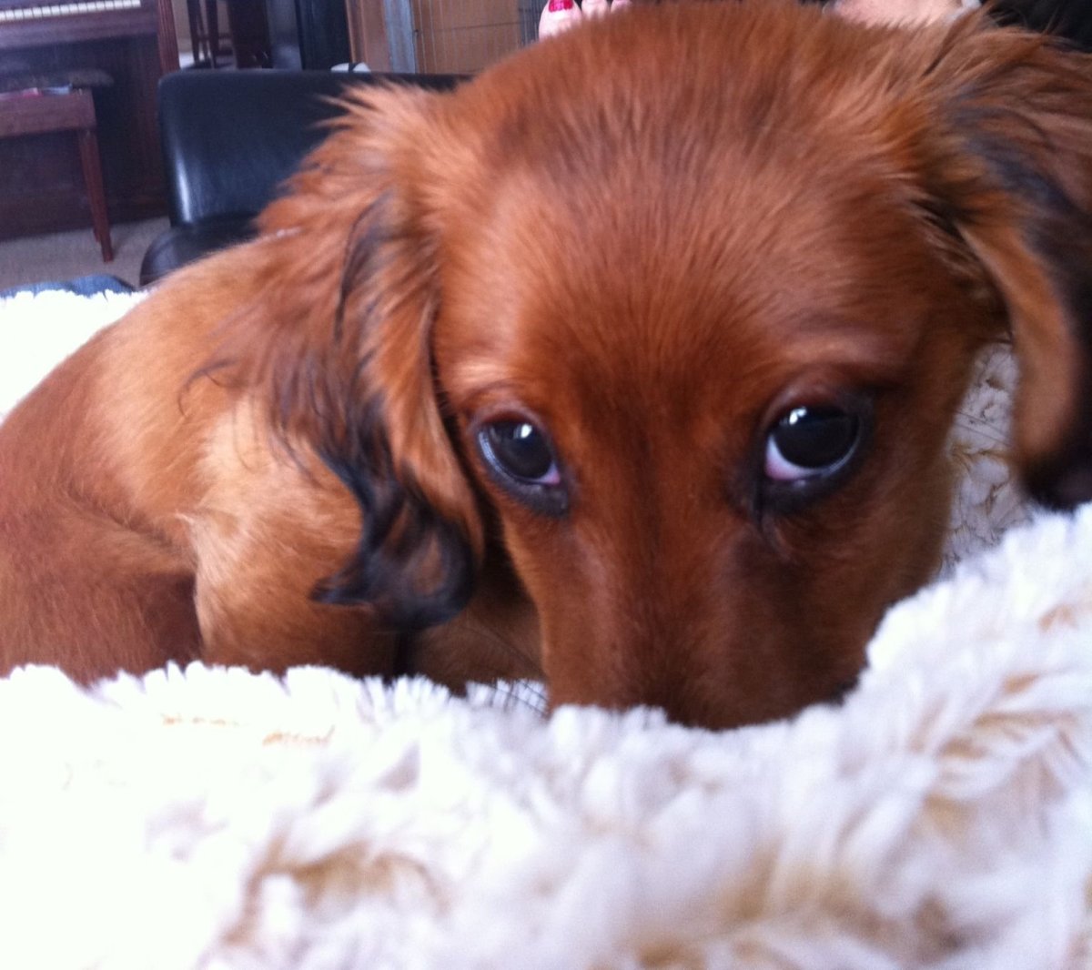 Щенячьи глазки