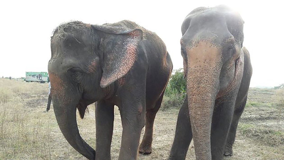 Какие хвосты у слонов