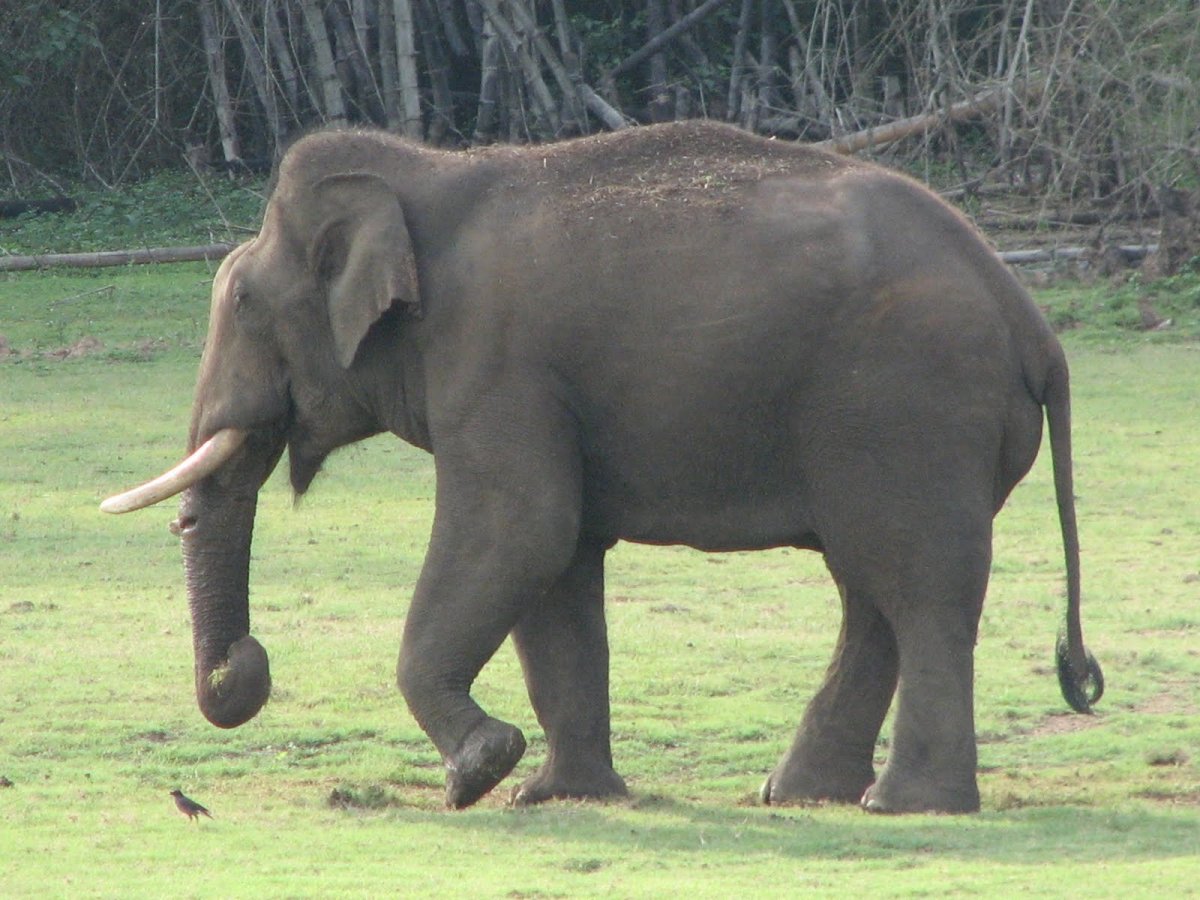 Хвост слона