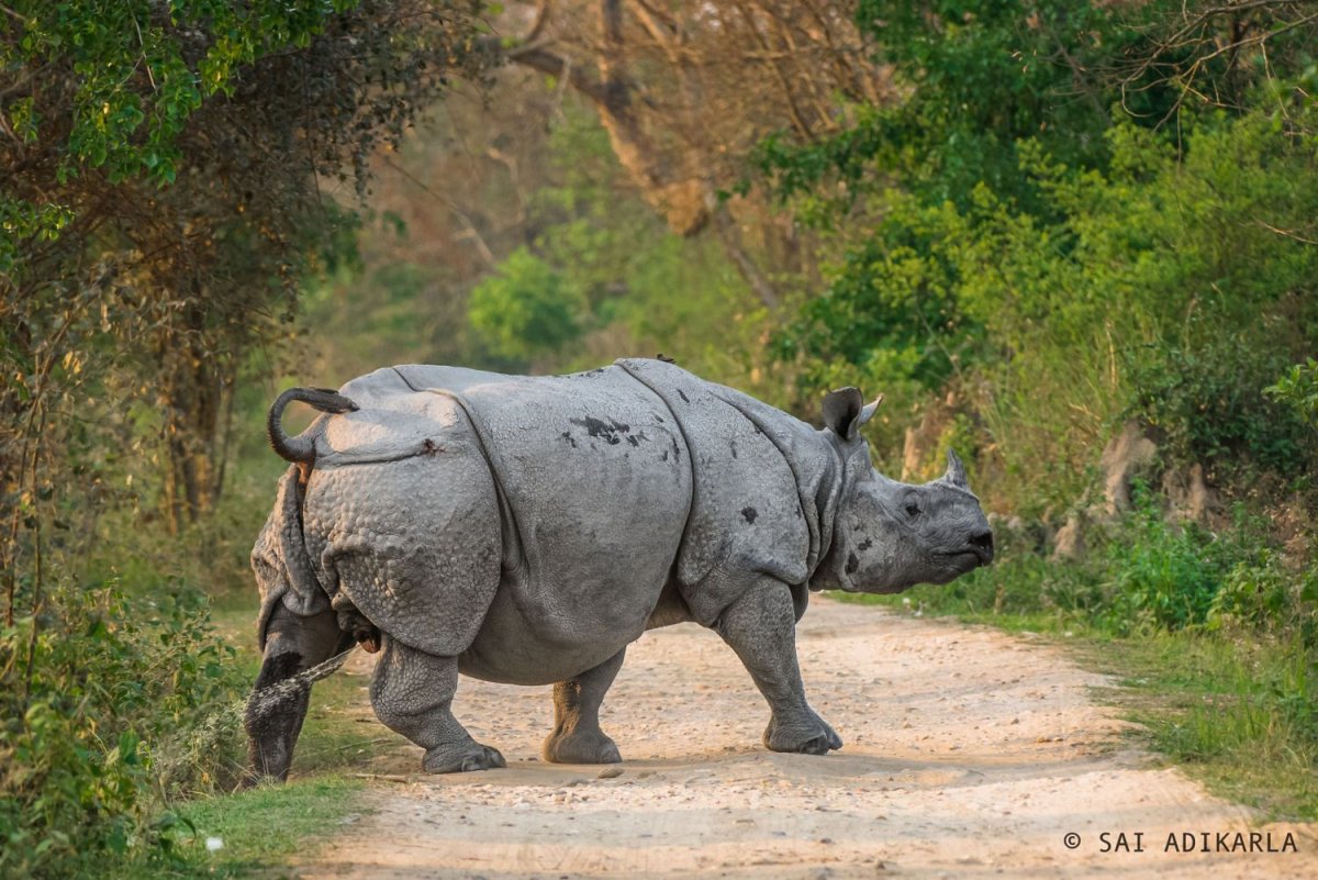 Слоны обнимаются
