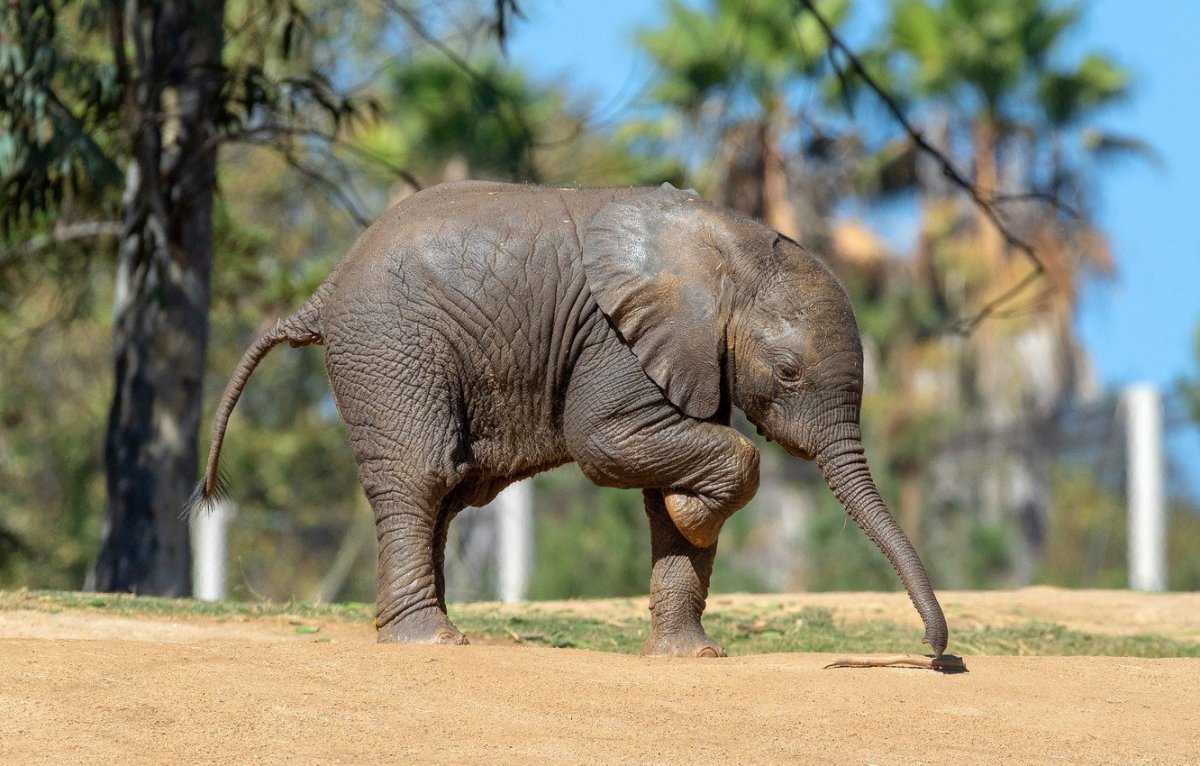 Слон с вытянутым хоботом