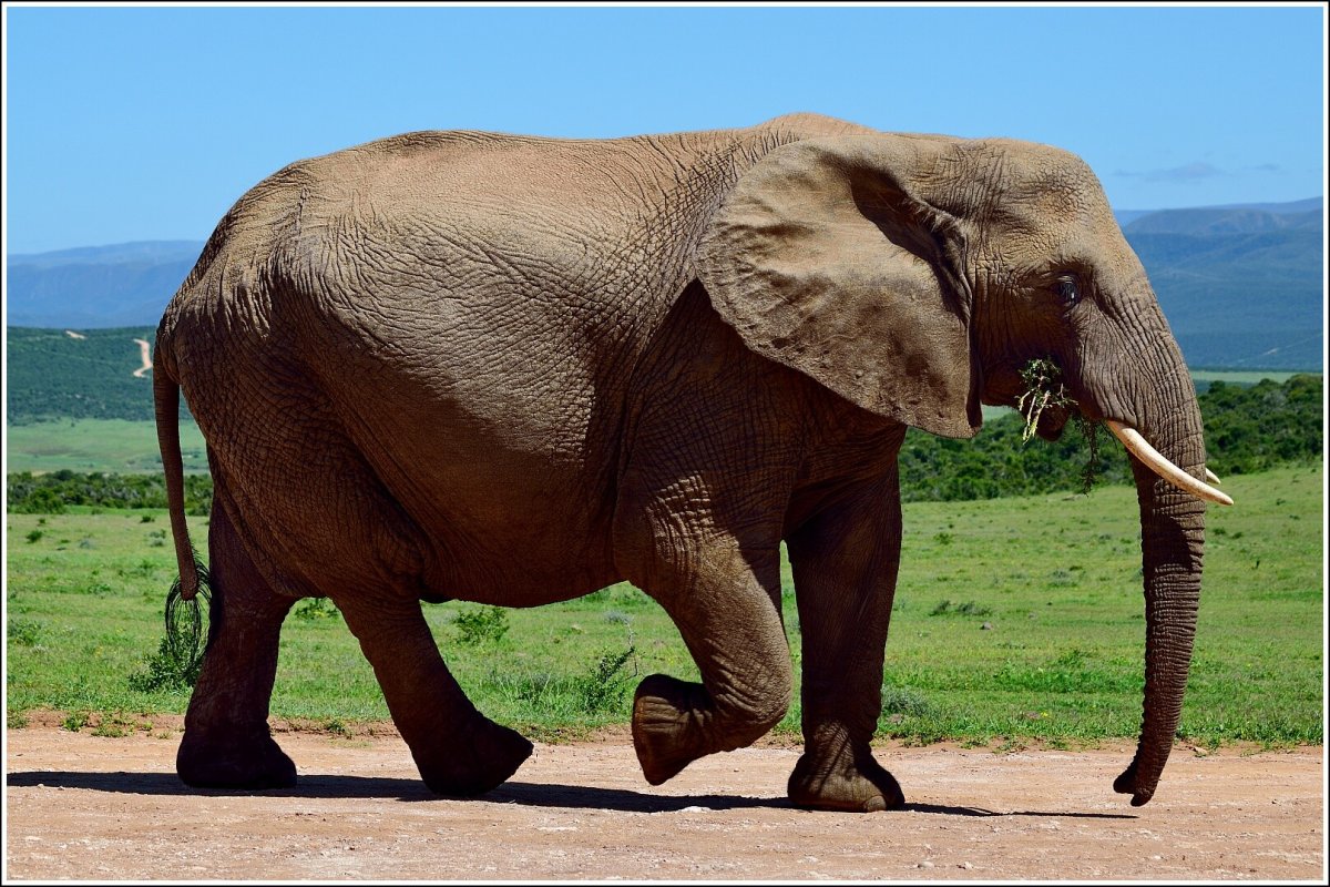 Слоновий хвост