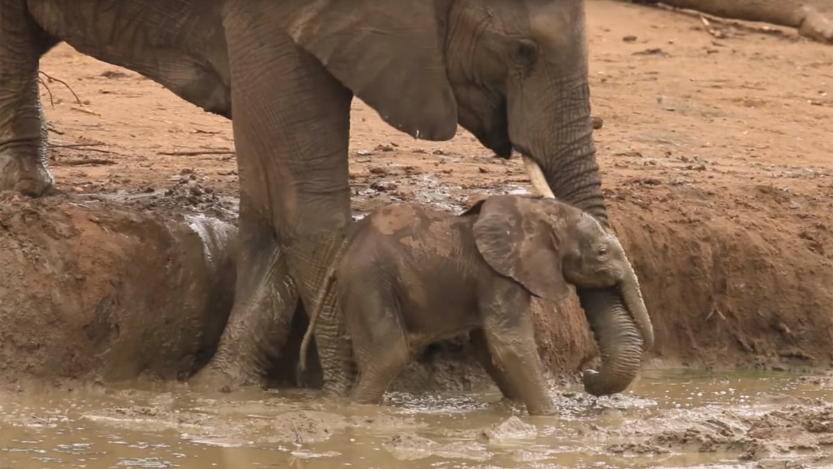Взаимопомощь слоны