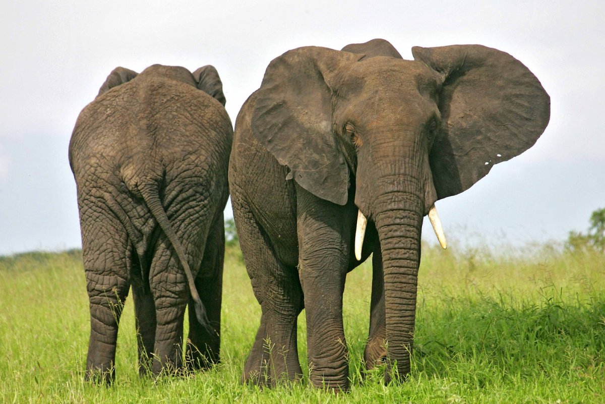 Слоновый хвостик