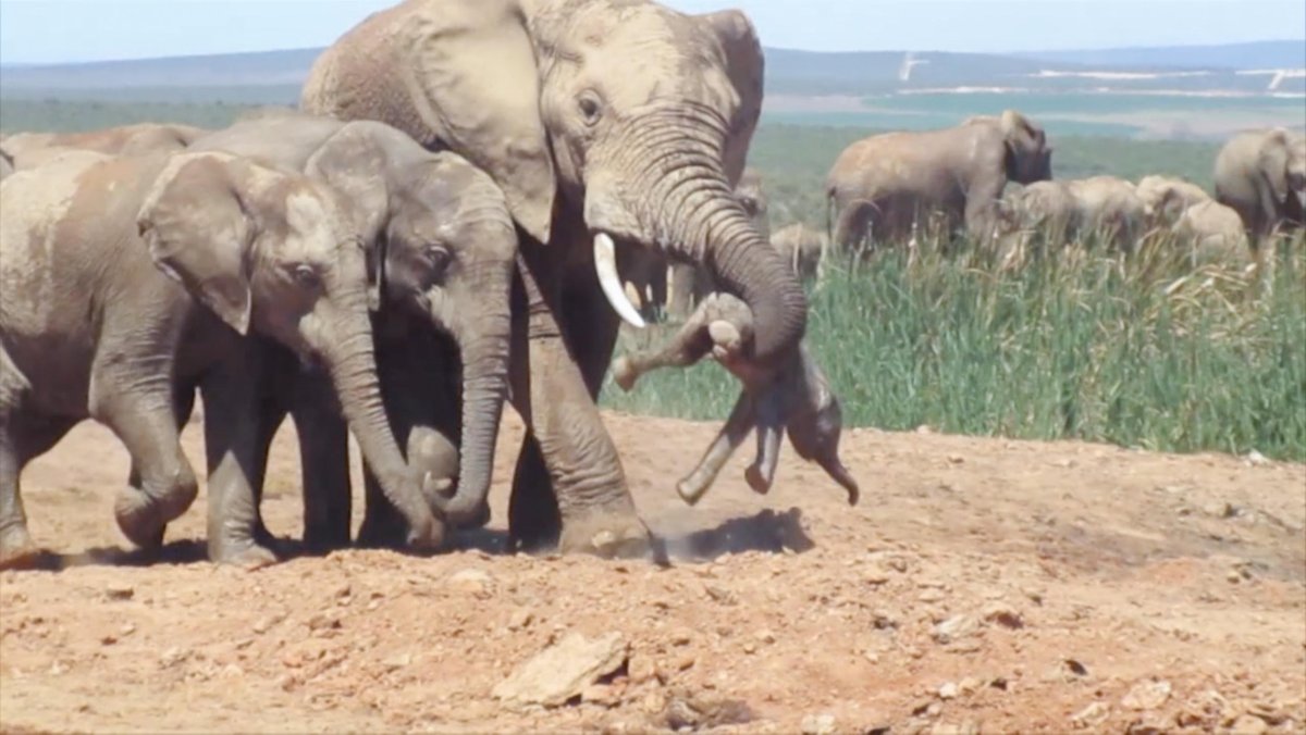 Слоны держатся хоботами