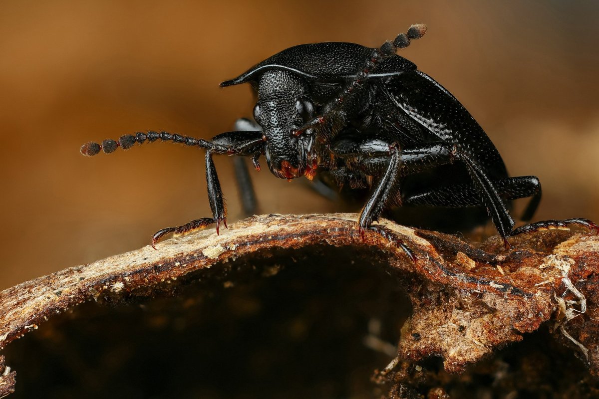 Жук мертвоед