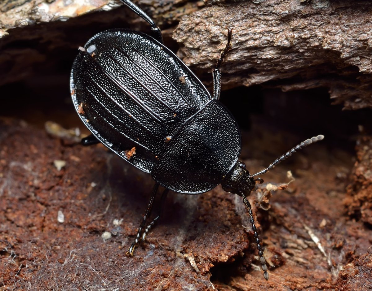 Жук мертвоед черный