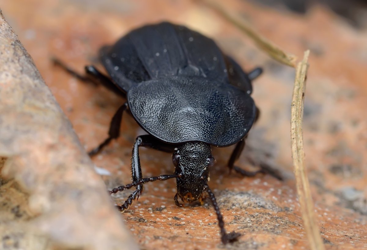 Сильфида Жук