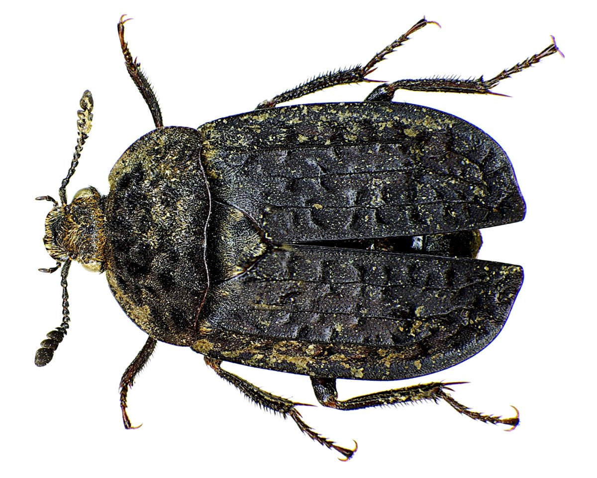 Жук Nicrophorus