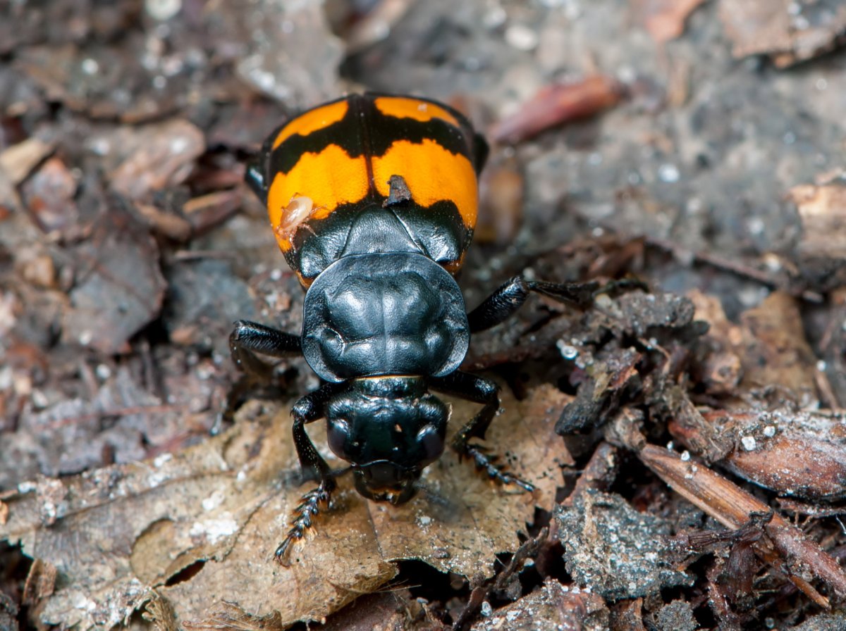 Жук мертвоед красногрудый