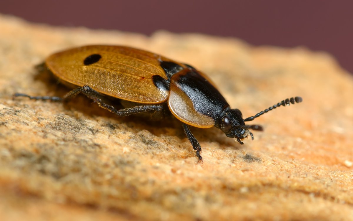 Мертвоед четырехточечный