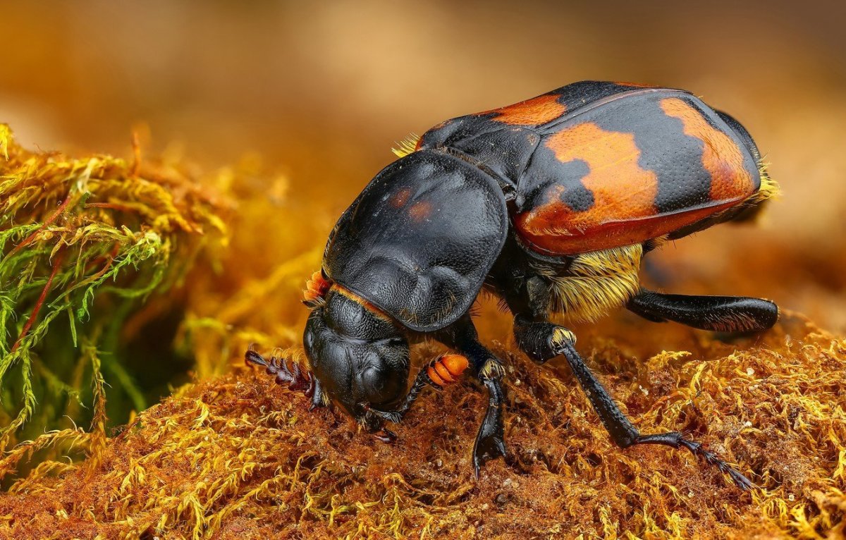 Жук могильщик