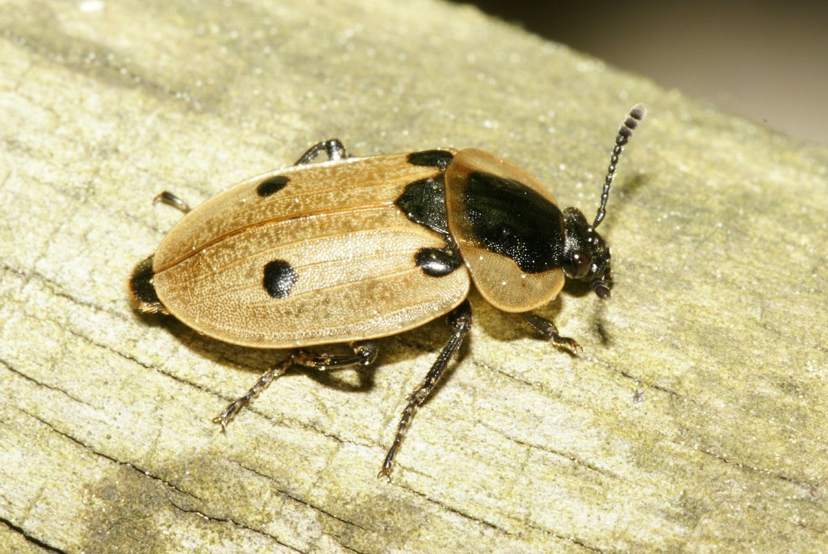 Мертвоед ребристый