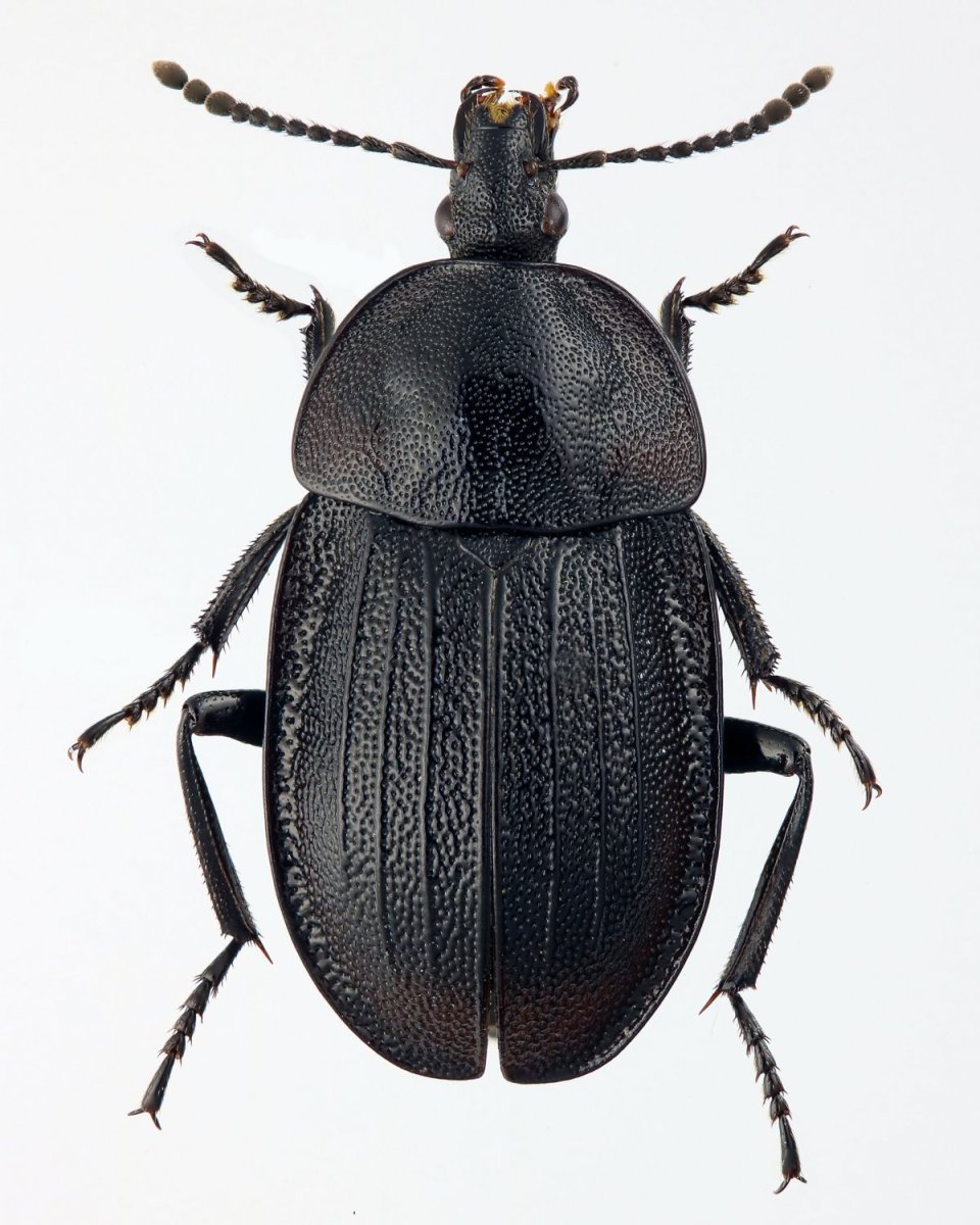 Мертвоеды насекомые