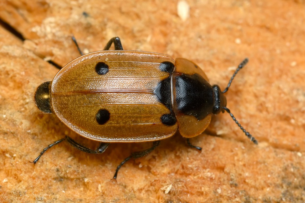 Огневка Жук красный