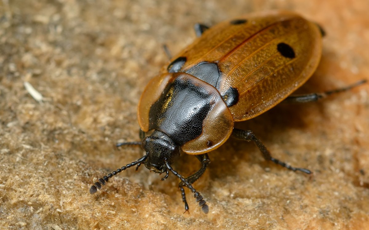 Жук мертвоед красногрудый