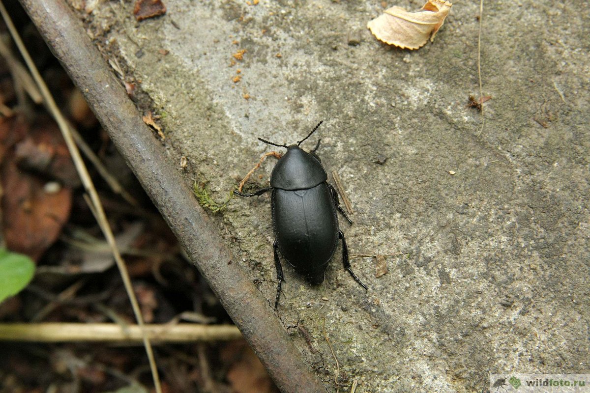 Nicrophorus interruptus