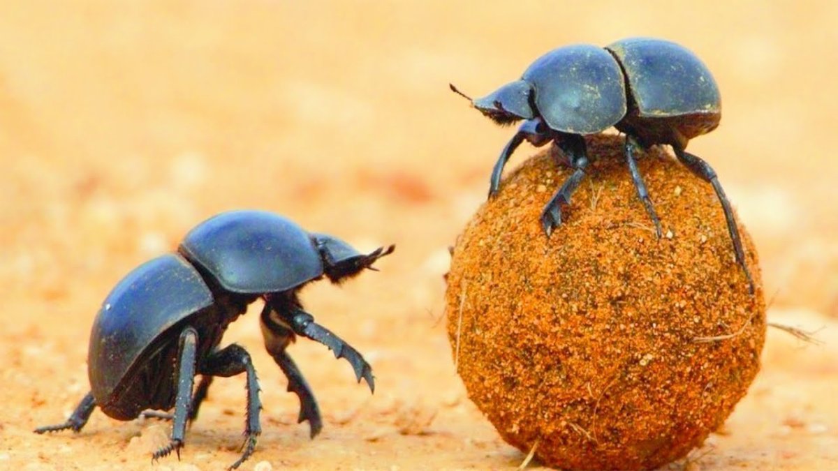 Жук мертвоед Nicrophorus