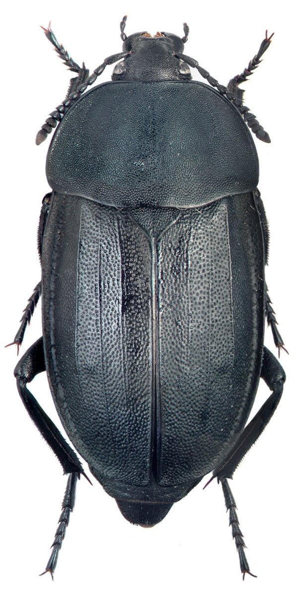 Жук могильщик насекомое